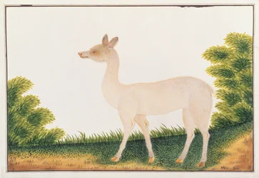 Sambar Deer, from Drawings of Animals, Insects and Reptiles from Malacca, c.1805-18